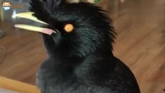 娱乐吃瓜小八哥是谁啊小说,揭秘网络小说中的神秘角色